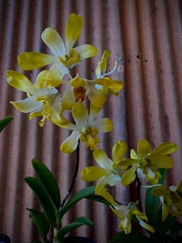 Dendrobium, Banana Royal