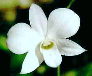 White Cooktown Orchid - Dendrobium bigibbum