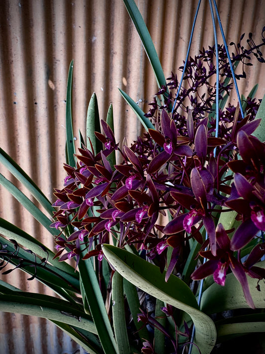 'The Chillstar' - the largest of the potted black orchids.