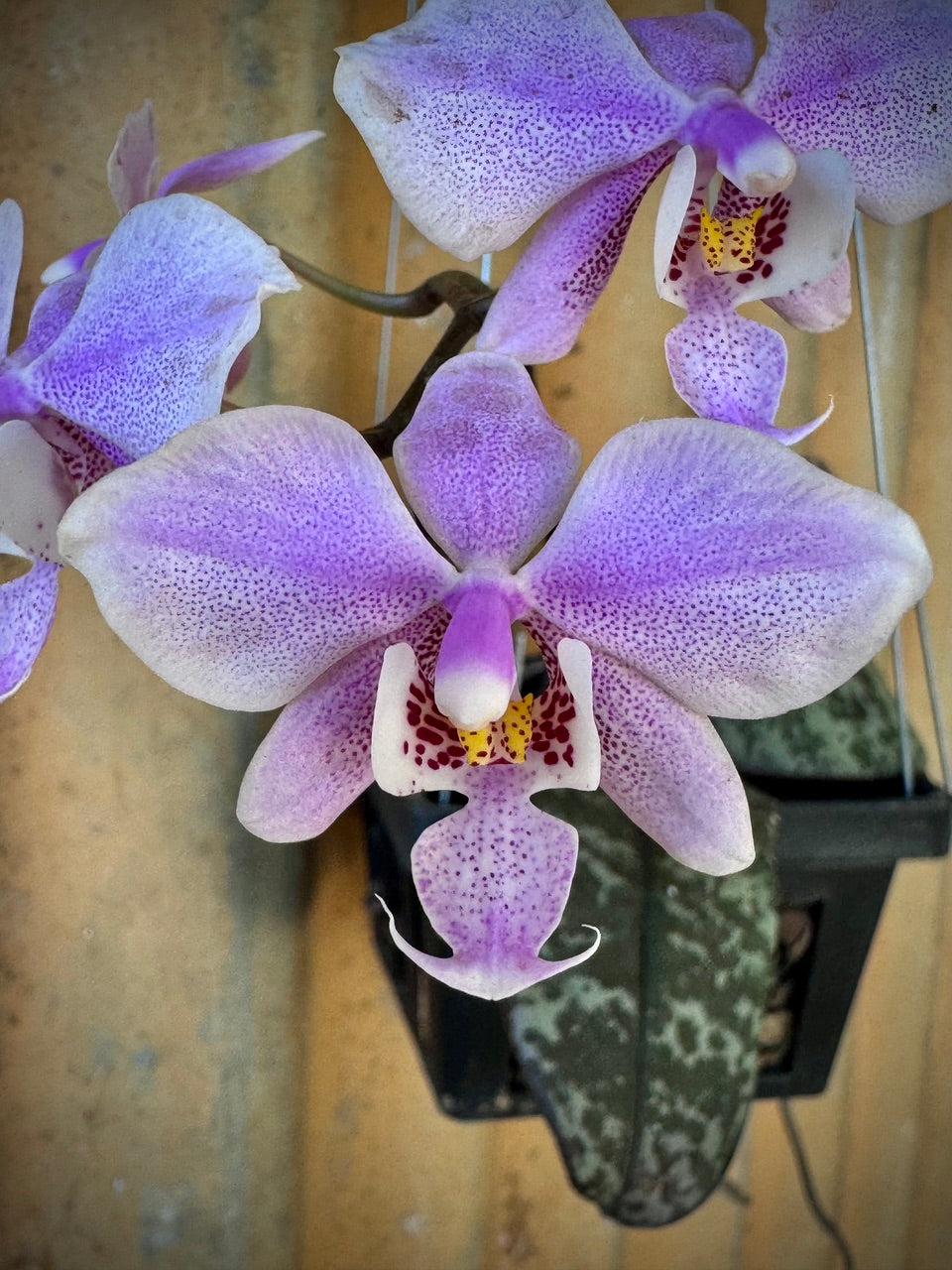 Phalaenopsis schilleriana - Schiller's Moth Orchid