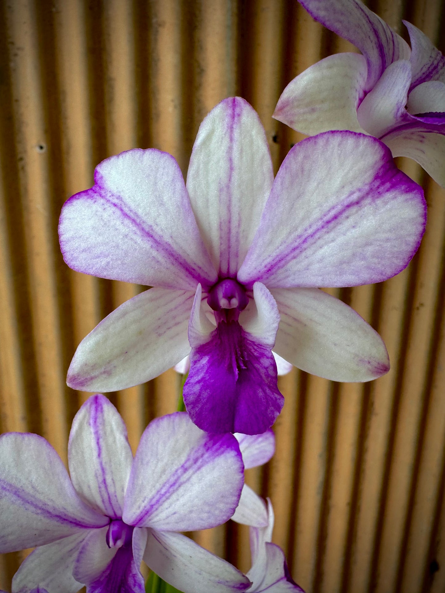 Dendrobium, Pop's Eye