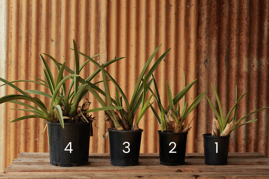 Size 4 - Dense, Medium Potted Black Orchid