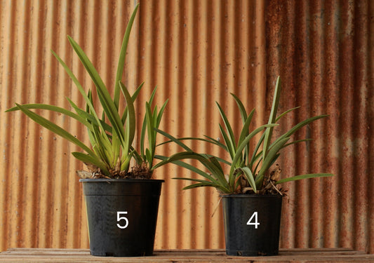 Size 5 - Large Potted Black Orchid