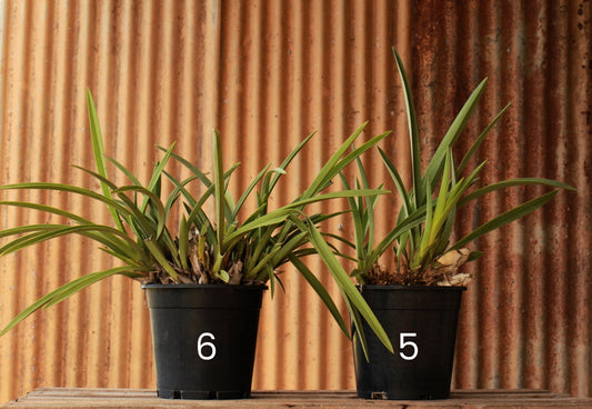 Size 6 - Dense, Large Mature Potted Black Orchid