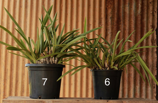 Size 7 - XL Potted Black Orchid