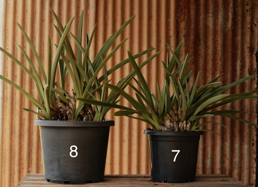 Size 8 - The Mother of Potted Black Orchids