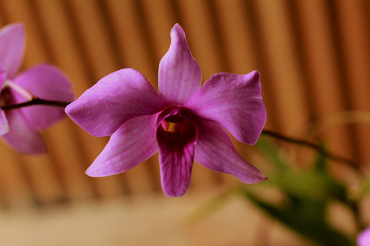 The Cooktown Orchid - Dendrobium bigibbum pink