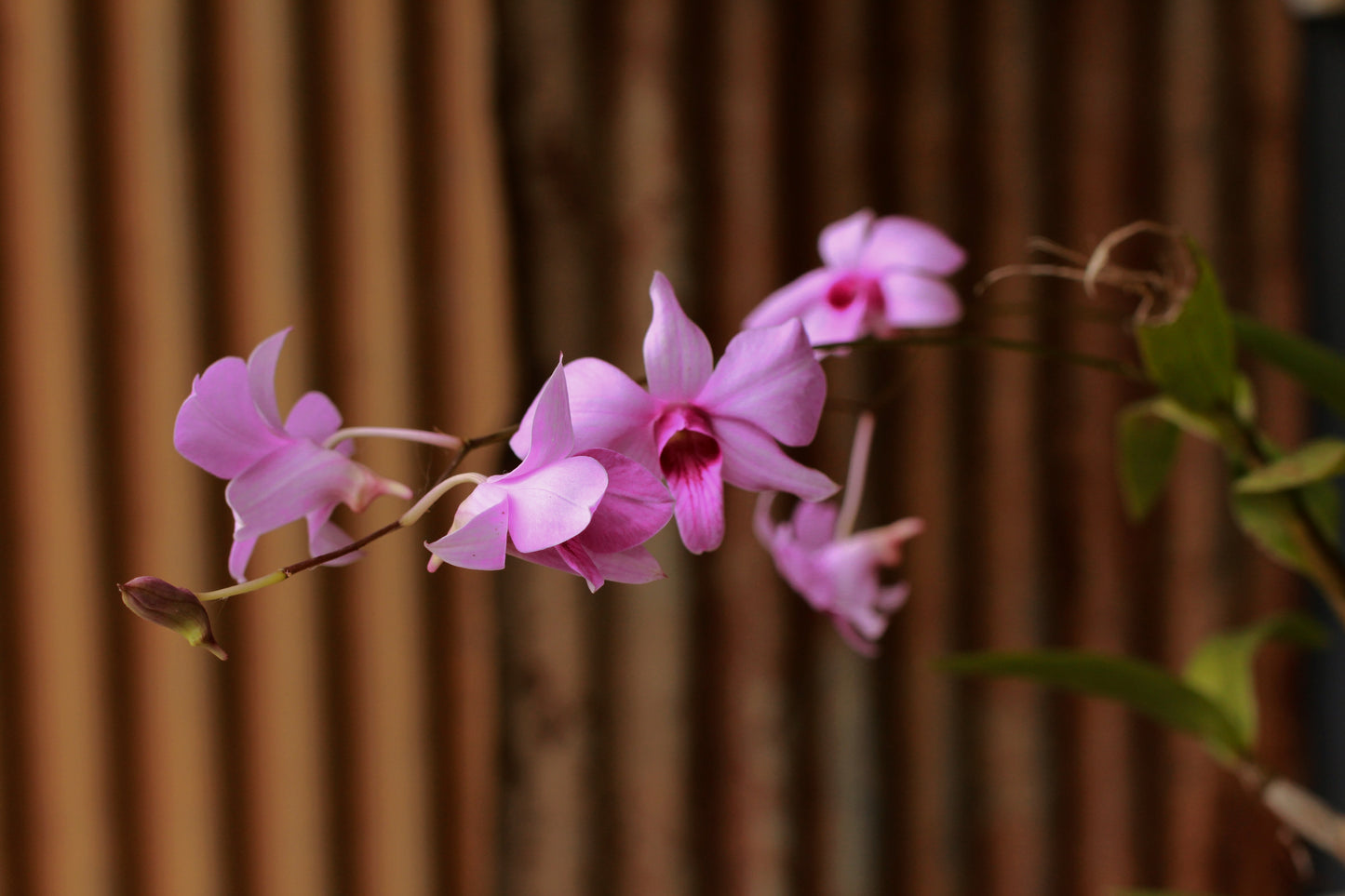 The Cooktown Orchid - Dendrobium bigibbum pink