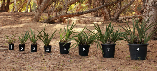 Size 1 - Juvenile Potted Black Orchid (Not for delivery outside of QLD)