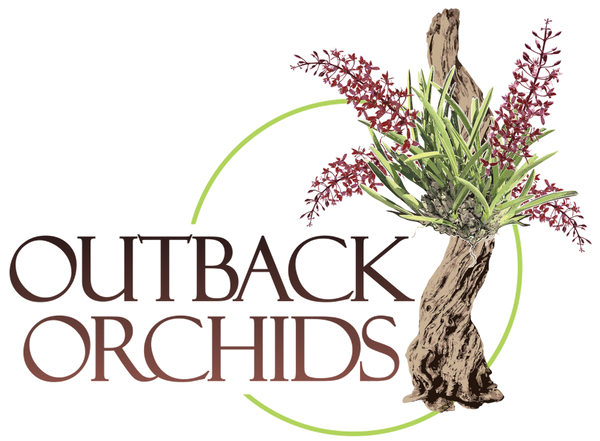 Outback Orchids