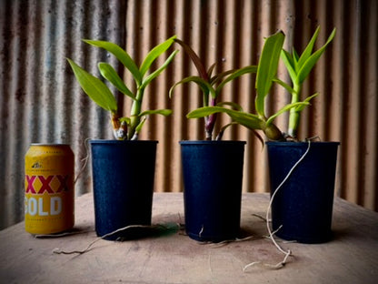 Dendrobium, Madonna Red - mericlone