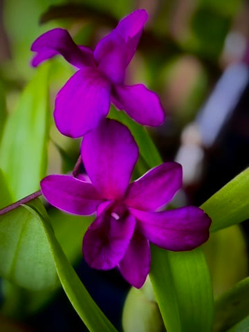 Dendrobium, Madonna Red - mericlone