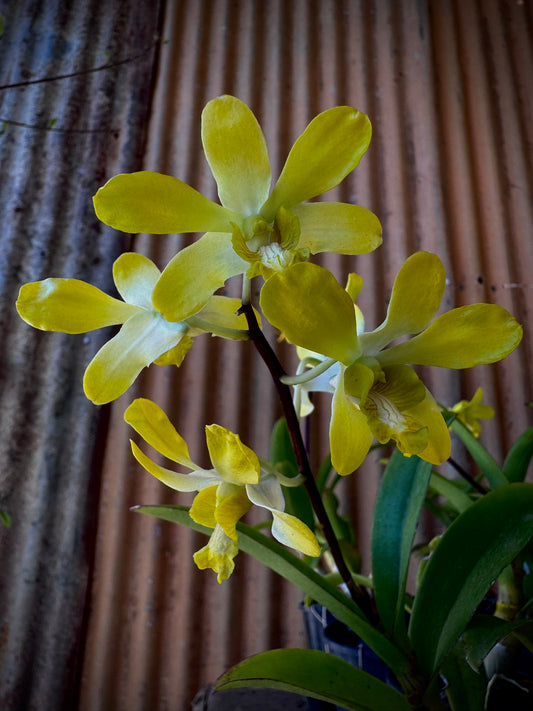 Dendrobium, Banana Royal