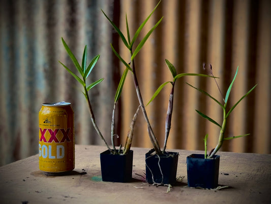 The Cooktown Orchid - Dendrobium bigibbum pink