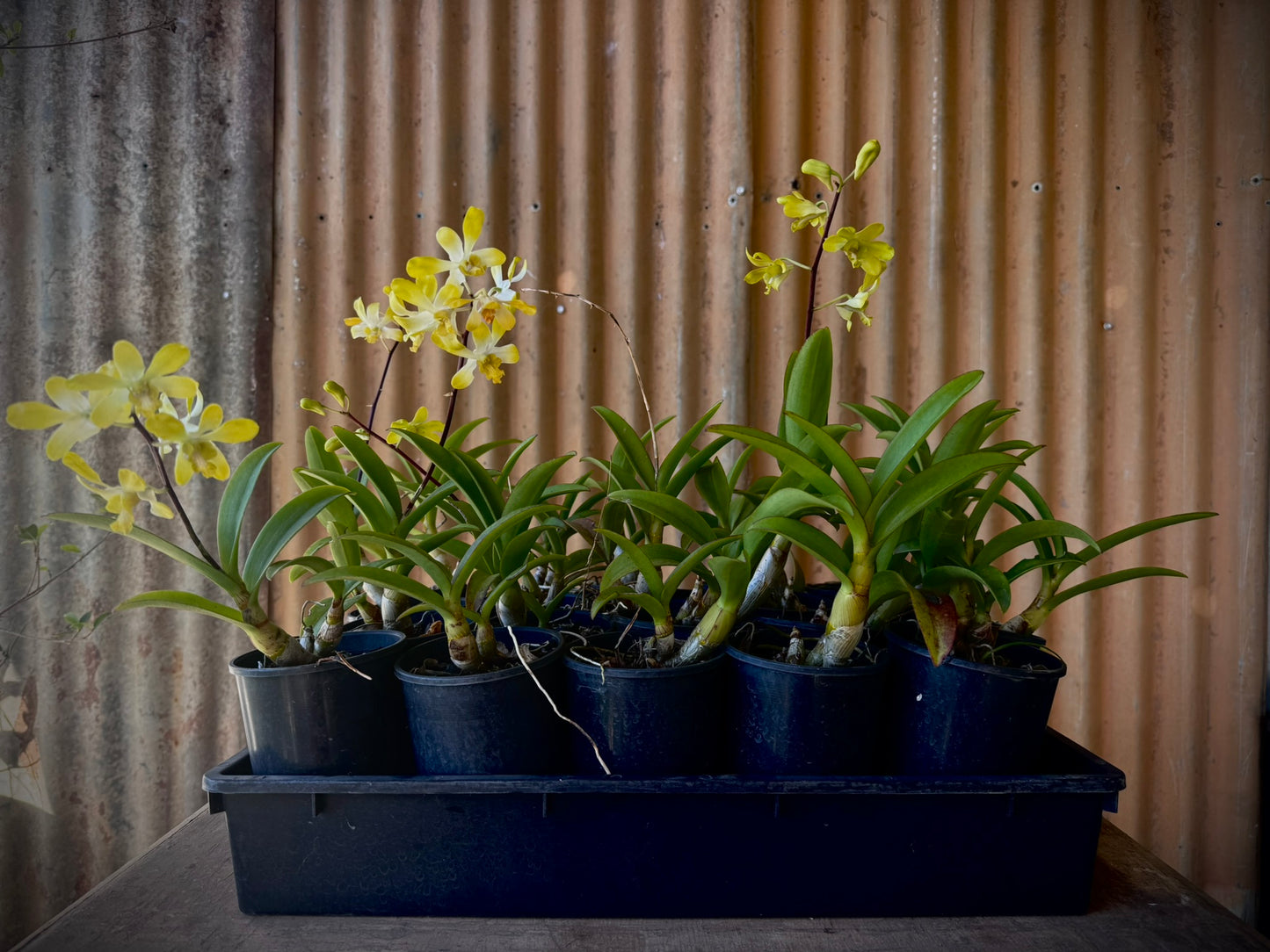 Dendrobium, Banana Royal