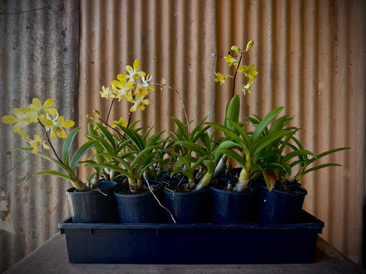 Dendrobium, Banana Royal