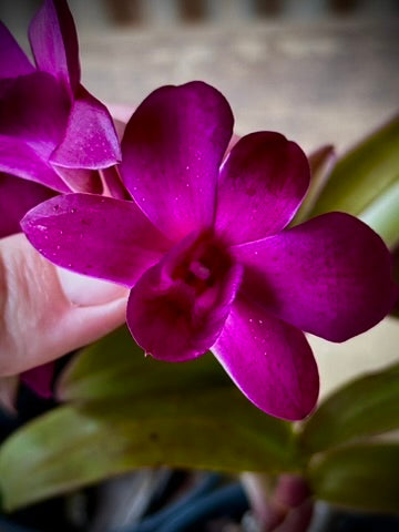 Dendrobium, Madonna Red - mericlone