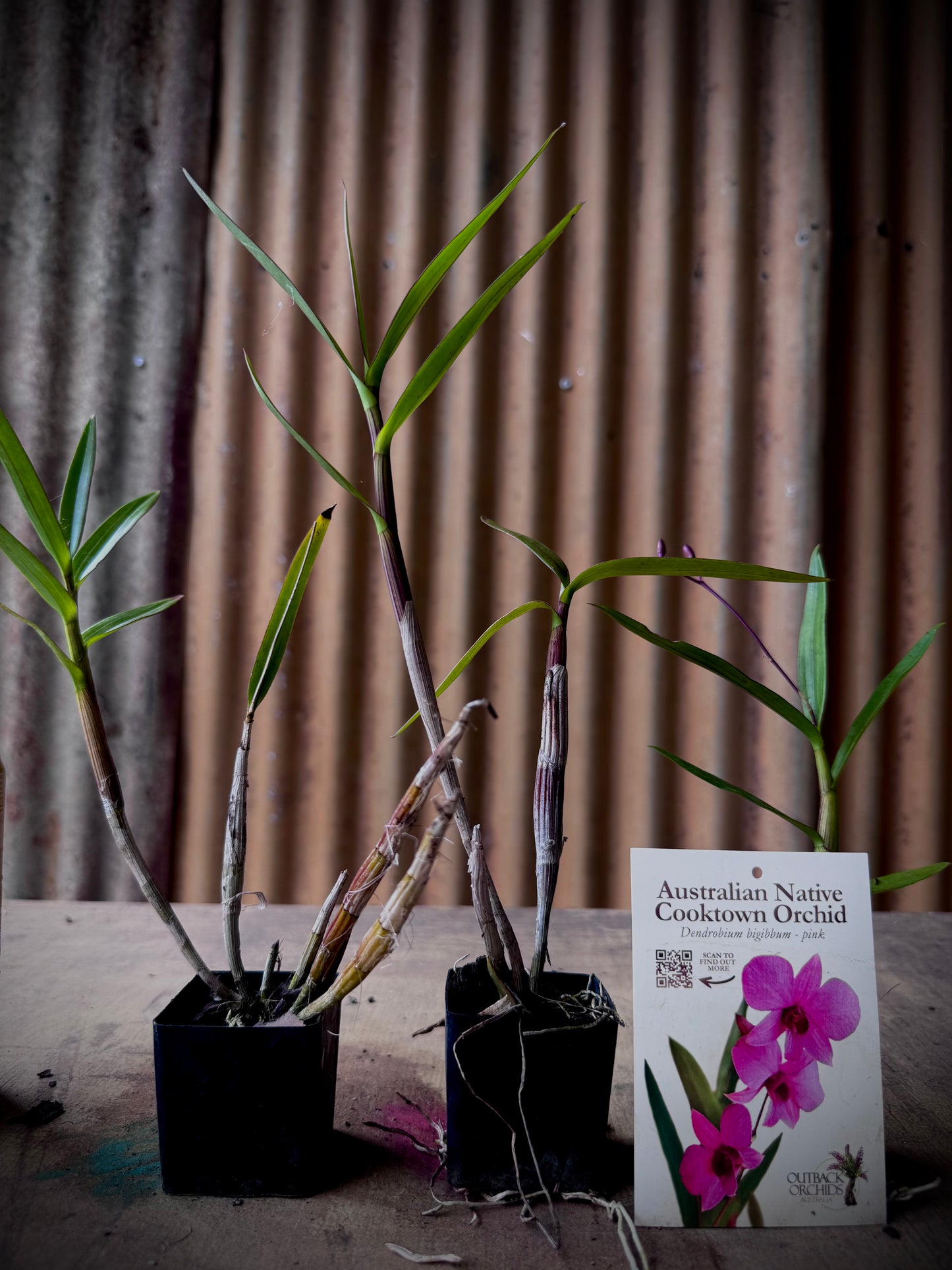 The Cooktown Orchid - Dendrobium bigibbum pink