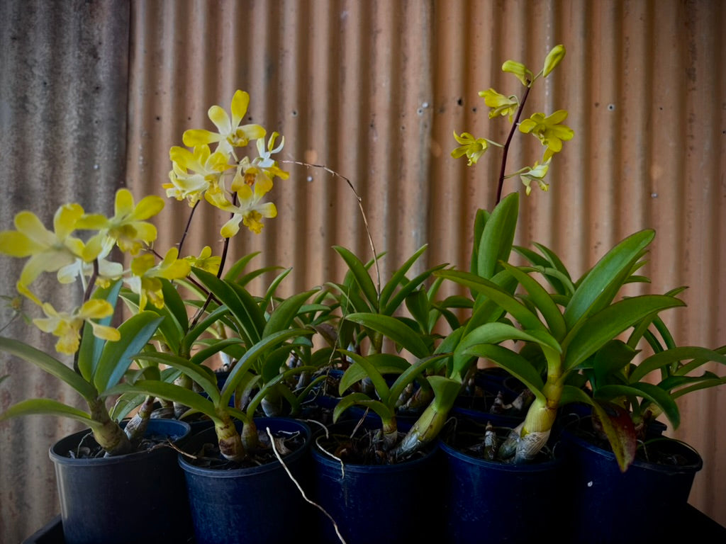 Dendrobium, Banana Royal