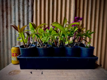 Dendrobium, Madonna Red - mericlone