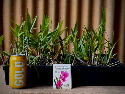 The Cooktown Orchid - Dendrobium bigibbum pink