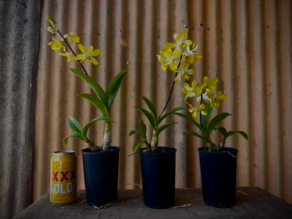 Dendrobium, Banana Royal