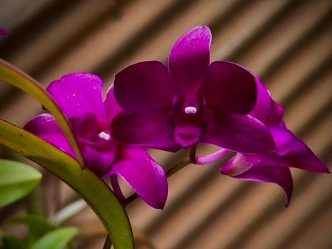 Dendrobium, Madonna Red - mericlone