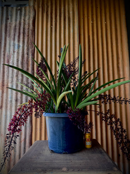 'The Chillstar' - the largest of the potted black orchids.