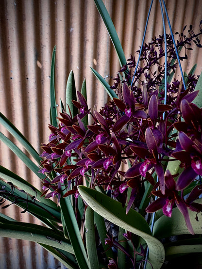 'The Chillstar' - the largest of the potted black orchids.