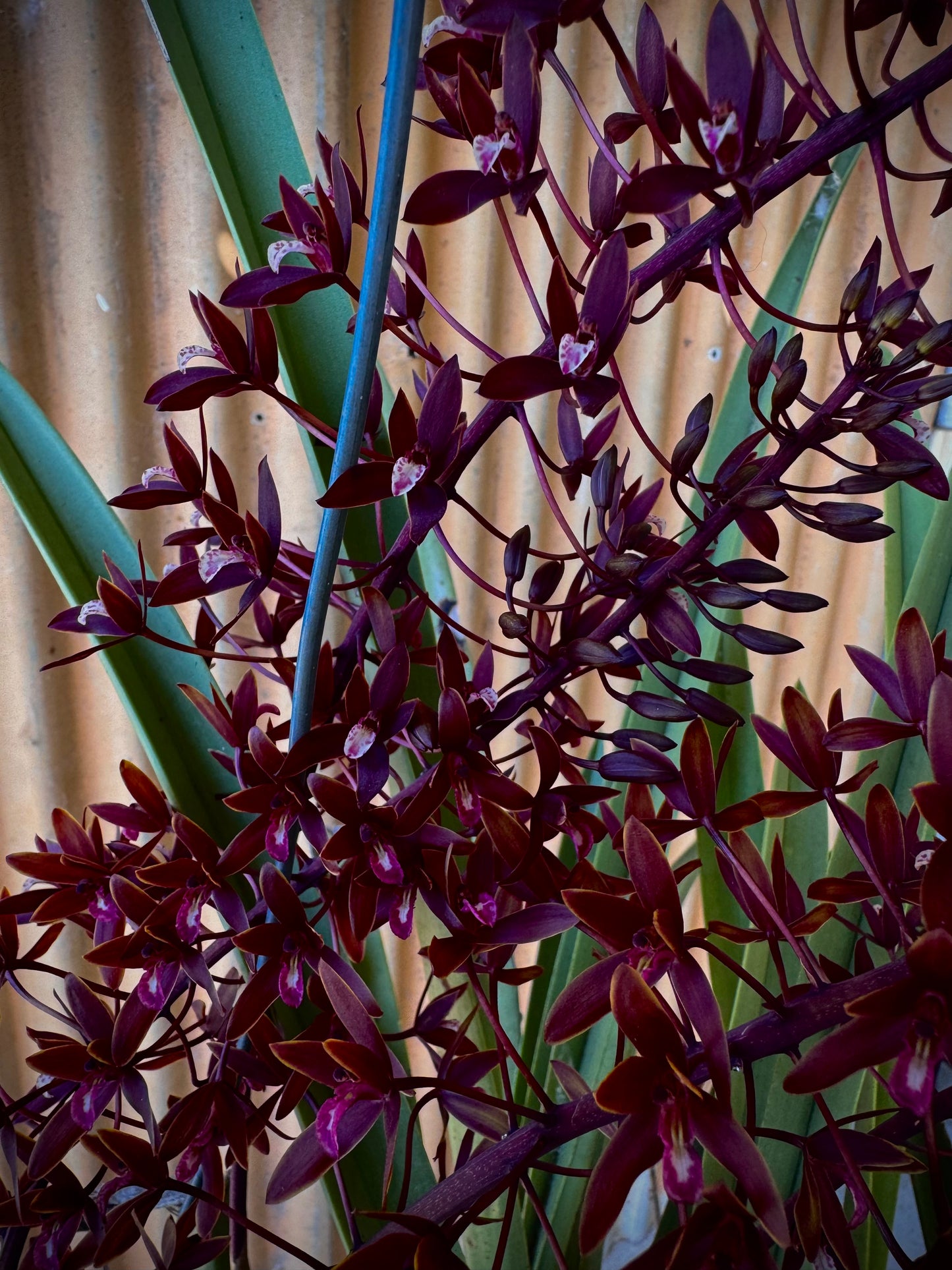 'The Chillstar' - the largest of the potted black orchids.