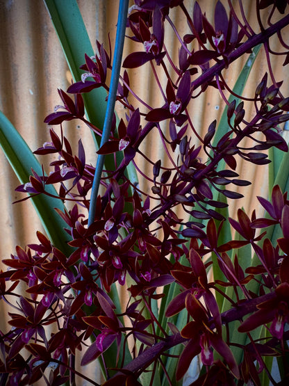 'The Chillstar' - the largest of the potted black orchids.