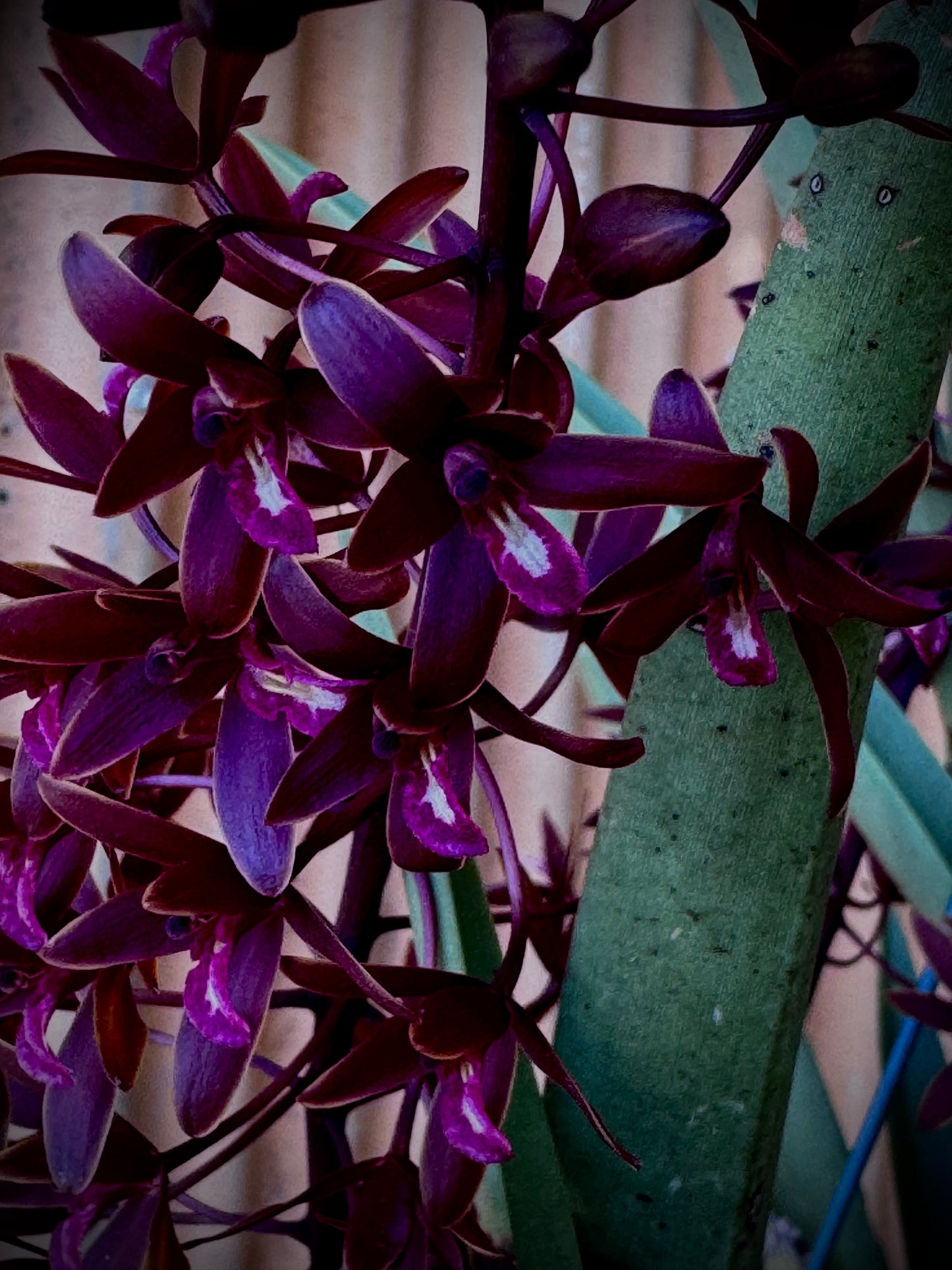'The Chillstar' - the largest of the potted black orchids.