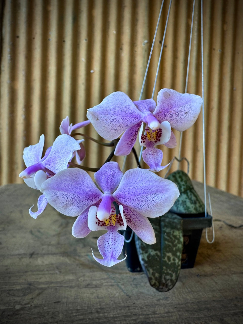 Phalaenopsis schilleriana - Schiller's Moth Orchid