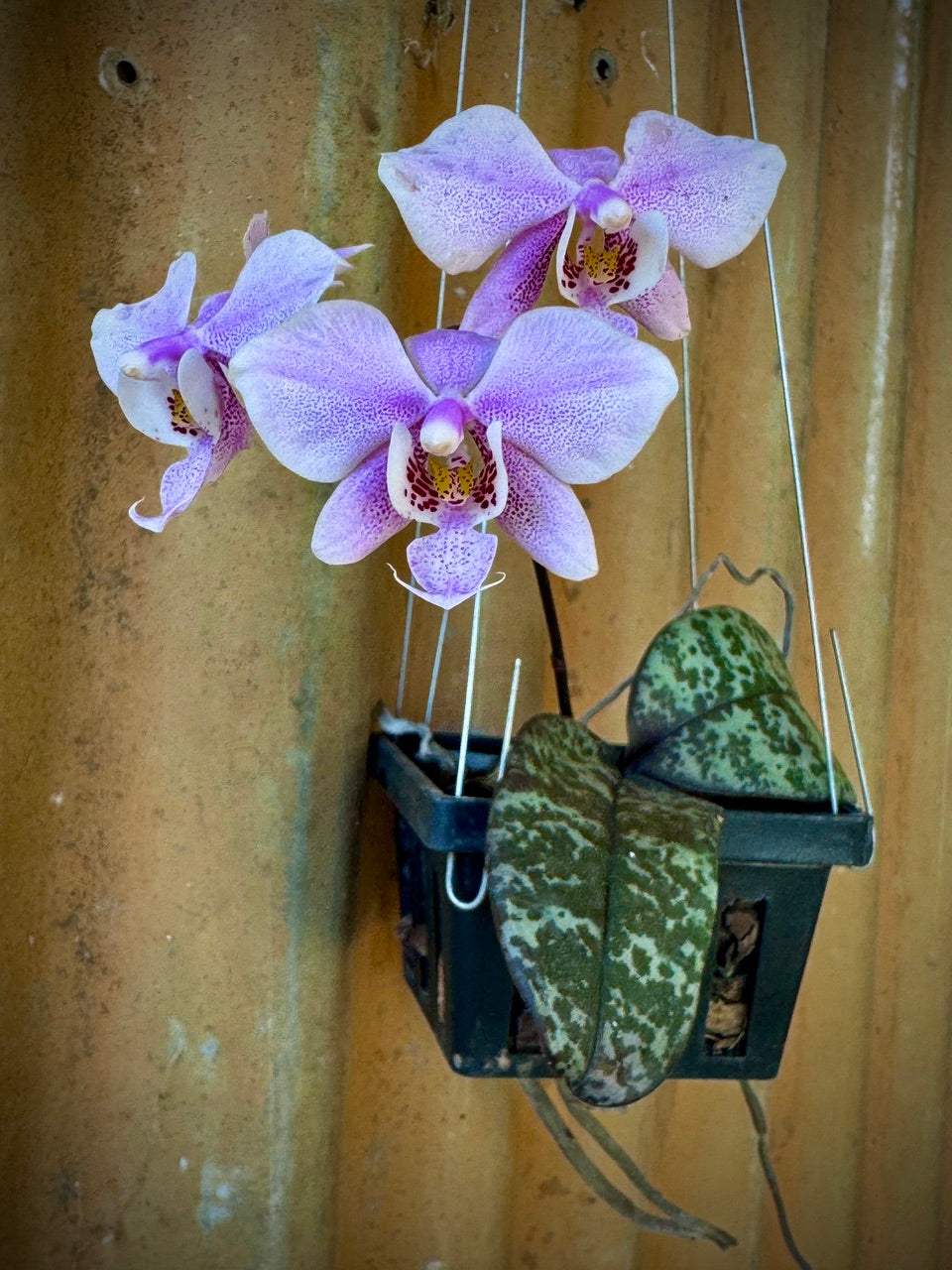 Phalaenopsis schilleriana - Schiller's Moth Orchid