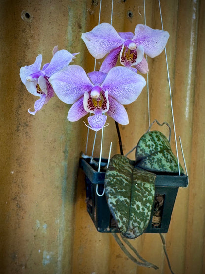 Phalaenopsis schilleriana - Schiller's Moth Orchid