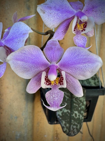 Phalaenopsis schilleriana - Schiller's Moth Orchid