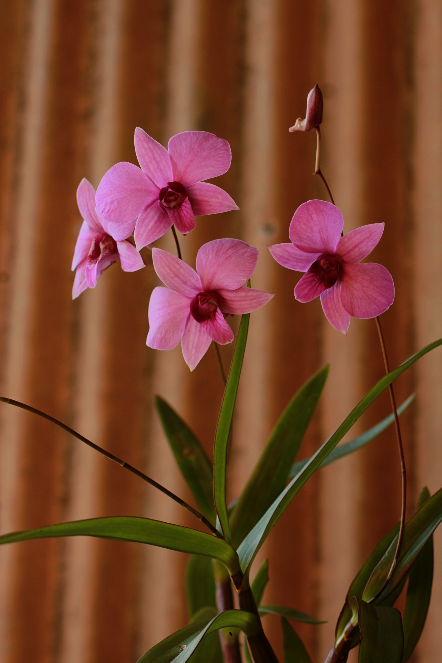 The Cooktown Orchid - Dendrobium bigibbum pink
