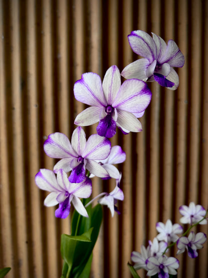 Dendrobium, Pop's Eye