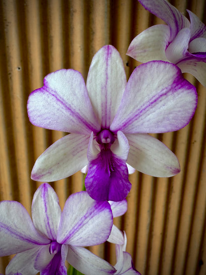 Dendrobium, Pop's Eye
