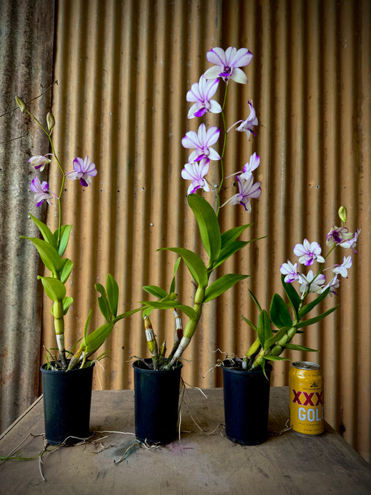 Dendrobium, Pop's Eye