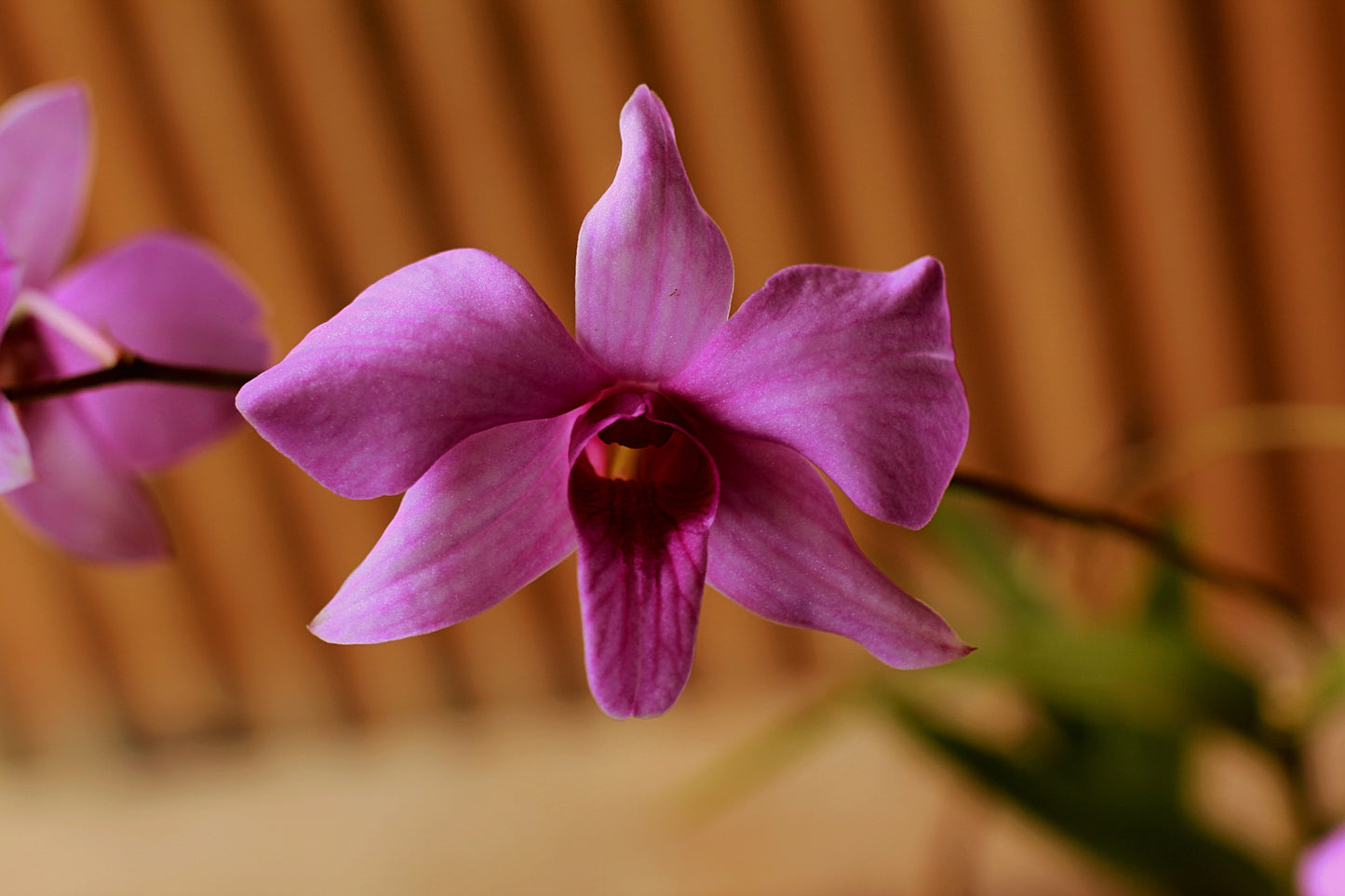 The Cooktown Orchid - Dendrobium bigibbum