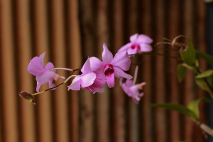 The Cooktown Orchid - Dendrobium bigibbum